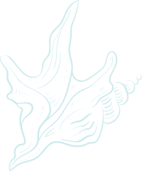 鸟儿