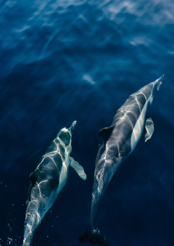 SFF Azimut Sirru Fen Fushi Dolphins(2)
