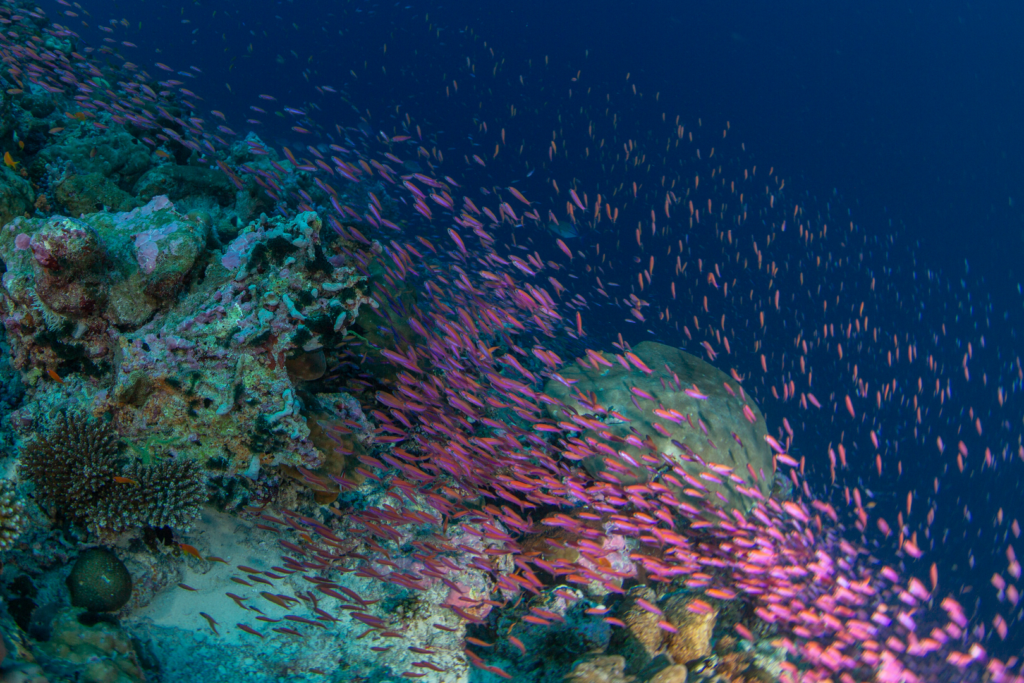 house reef Maldives