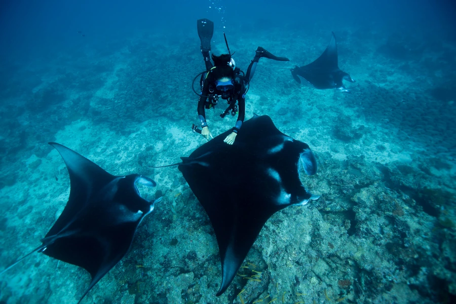maldives scuba diving