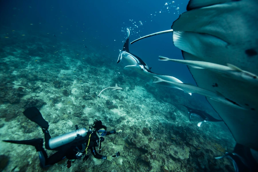 snorkeling maldives