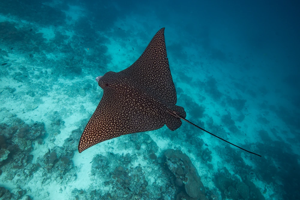 Spotted Eagle Ray Underwater Image