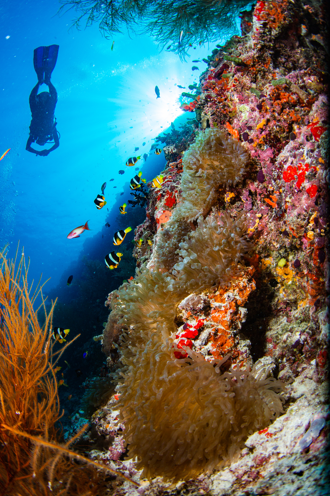 SFF Diving (47 von 50)